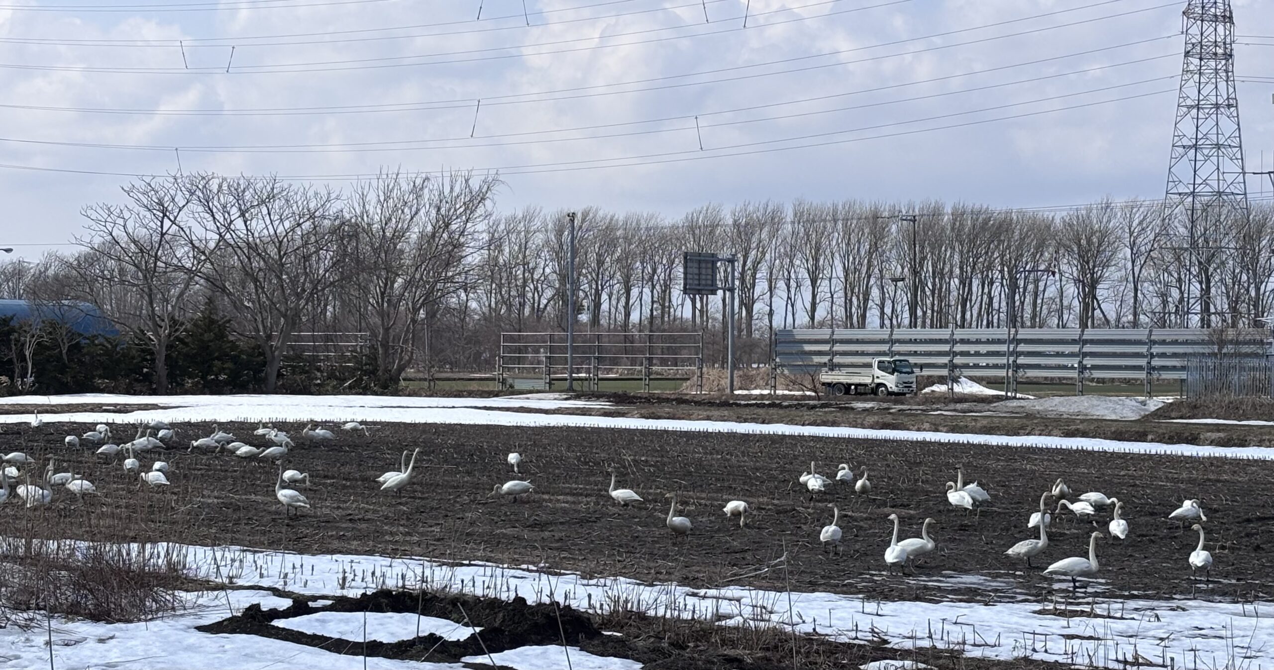 北海道の春は田園から:雪どけの頃にやってくる白鳥たち