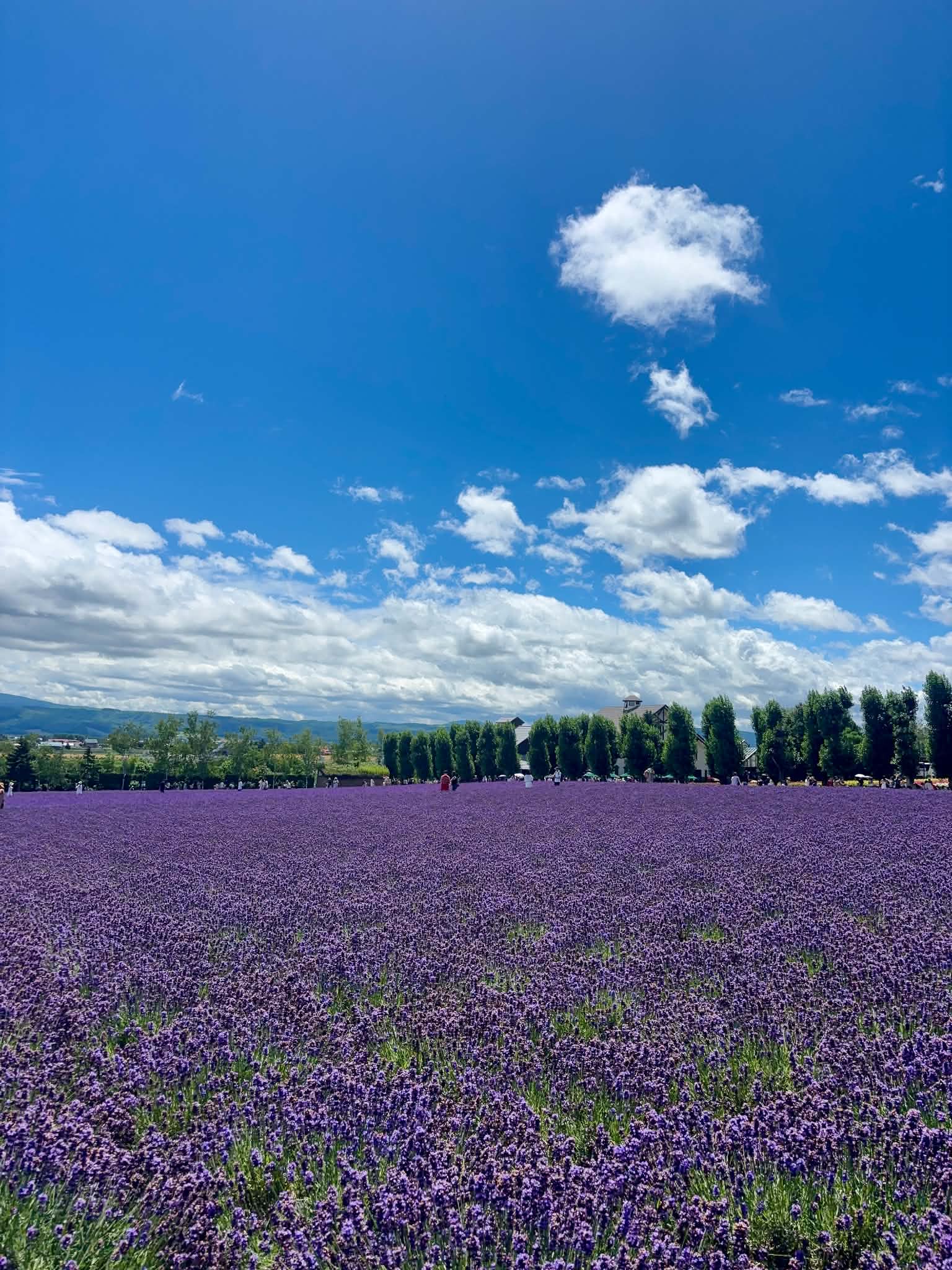 夏の北海道、美瑛・富良野はベストシーズン！